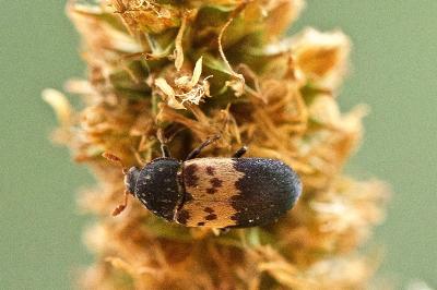 Dermeste du lard (<i>Dermestes lardarius</i>)