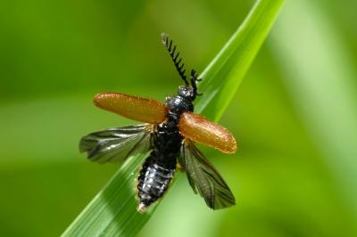 <i>Drilus flavescens</i>