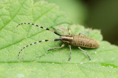 <i>Agapanthia dahli</i>