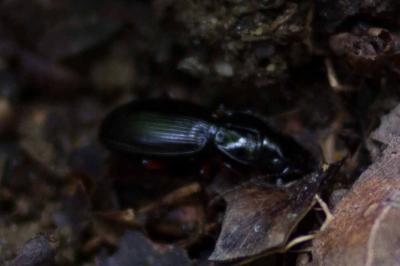 <i>Pterostichus madidus</i>