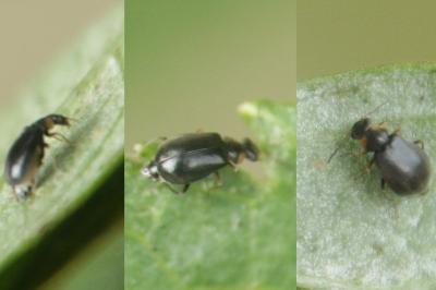 <i>Hypebaeus albifrons</i>