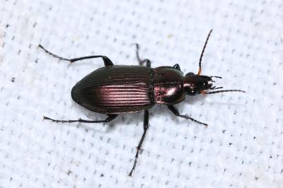<i>Poecilus cupreus</i>