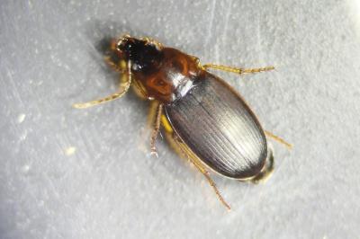 <i>Calathus cinctus</i>