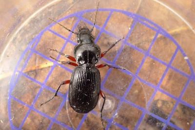 <i>Pterostichus madidus</i>