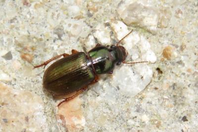 <i>Harpalus affinis</i>