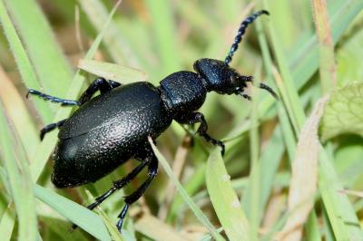 <i>Meloe proscarabaeus</i>