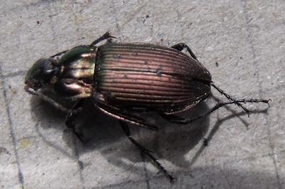 <i>Poecilus cupreus</i>