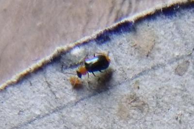 <i>Axinotarsus ruficollis</i>