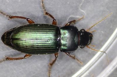 <i>Harpalus affinis</i>