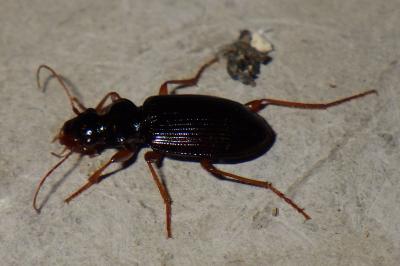 <i>Leistus fulvibarbis</i>