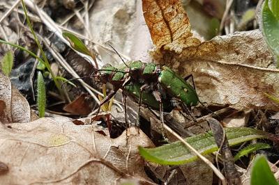 <i>Cicindela campestris</i>