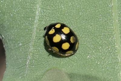 <i>Coccinula quatuordecimpustulata</i>