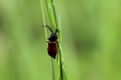 <i>Drilus flavescens</i>