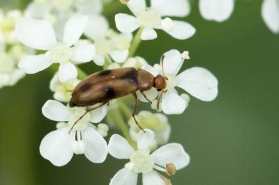 Anaspe fauve (<i>Anaspis maculata</i>)