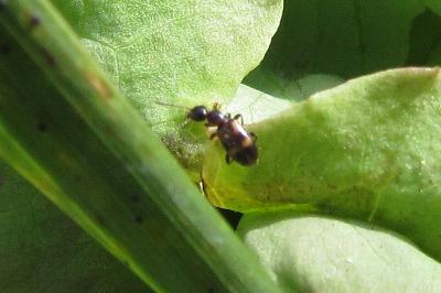 <i>Omonadus bifasciatus</i>