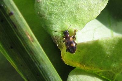 <i>Omonadus bifasciatus</i>