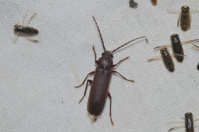 <i>Arhopalus rusticus</i>