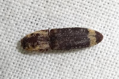 <i>Lacon querceus</i>
