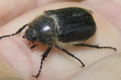 <i>Amphimallon atrum</i>