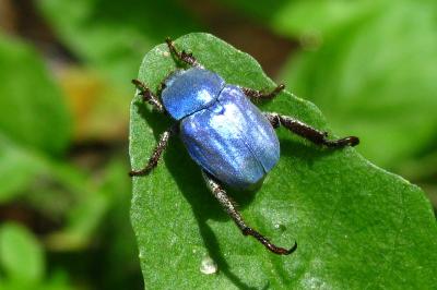 Hoplie bleue 