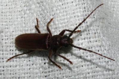 <i>Arhopalus rusticus</i>