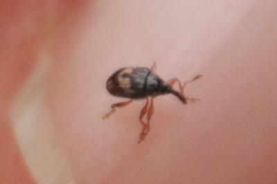 <i>Nanophyes marmoratus</i>