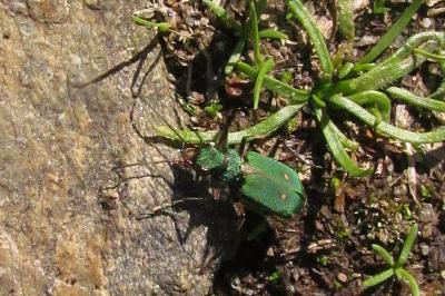 <i>Cicindela campestris</i>