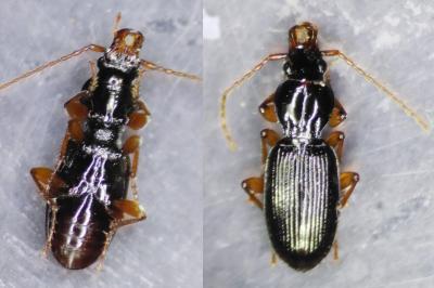 <i>Stomis pumicatus</i>