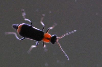 <i>Axinotarsus ruficollis</i>