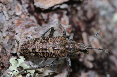 <i>Rhagium inquisitor</i>