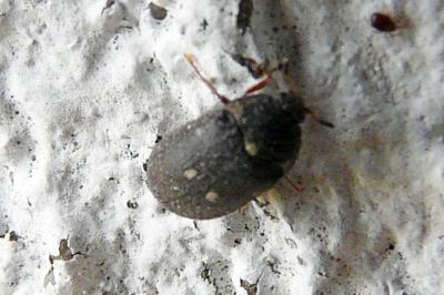 <i>Attagenus pellio</i>