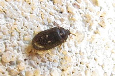 <i>Attagenus pellio</i>
