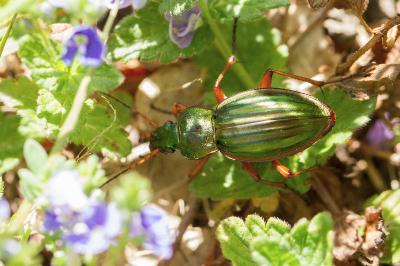 <i>Carabus auratus</i>