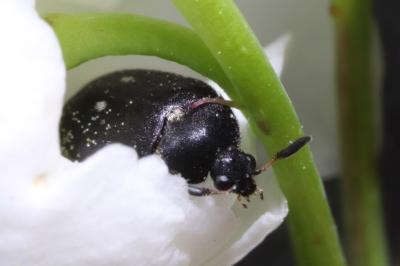 <i>Attagenus pellio</i>