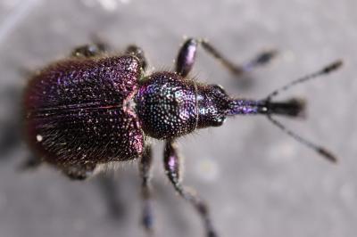 <i>Rhynchites bacchus</i>