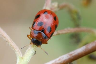 <i>Gonioctena decemnotata</i>