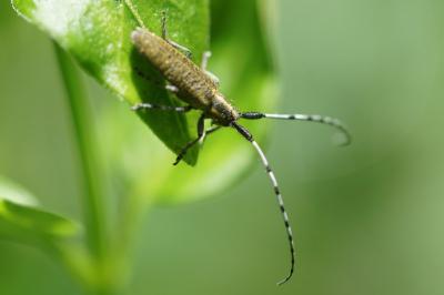 <i>Agapanthia dahli</i>