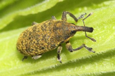 Larin étourneau (<i>Larinus sturnus</i>)