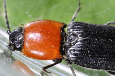 <i>Cardiophorus gramineus</i>