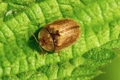 <i>Hypocassida subferruginea</i>