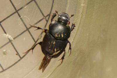 Bousier à cornes retroussées