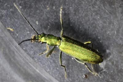 <i>Chrysanthia viridissima</i>