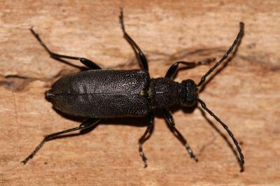 <i>Stictoleptura scutellata</i>