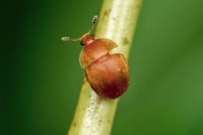 <i>Cychramus luteus</i>