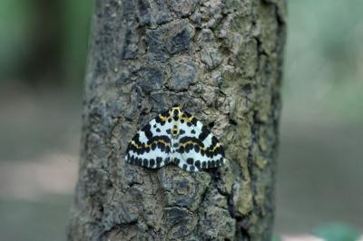 Abraxas grossulariata