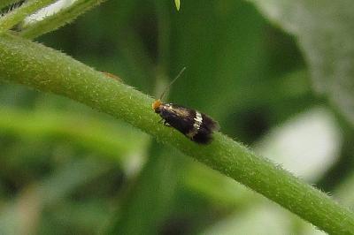 <i>Stigmella aurella</i>