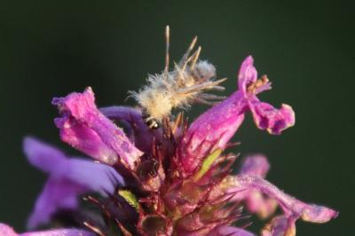 <i>Ptilocephala albida</i>