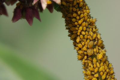 Puceron du laurier-rose (<i>Aphis nerii</i>)