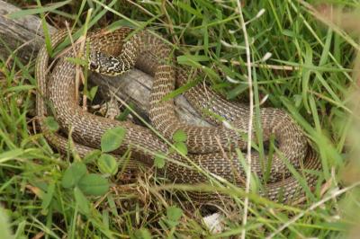 Hierophis viridiflavus