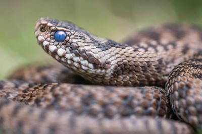 Vipera berus